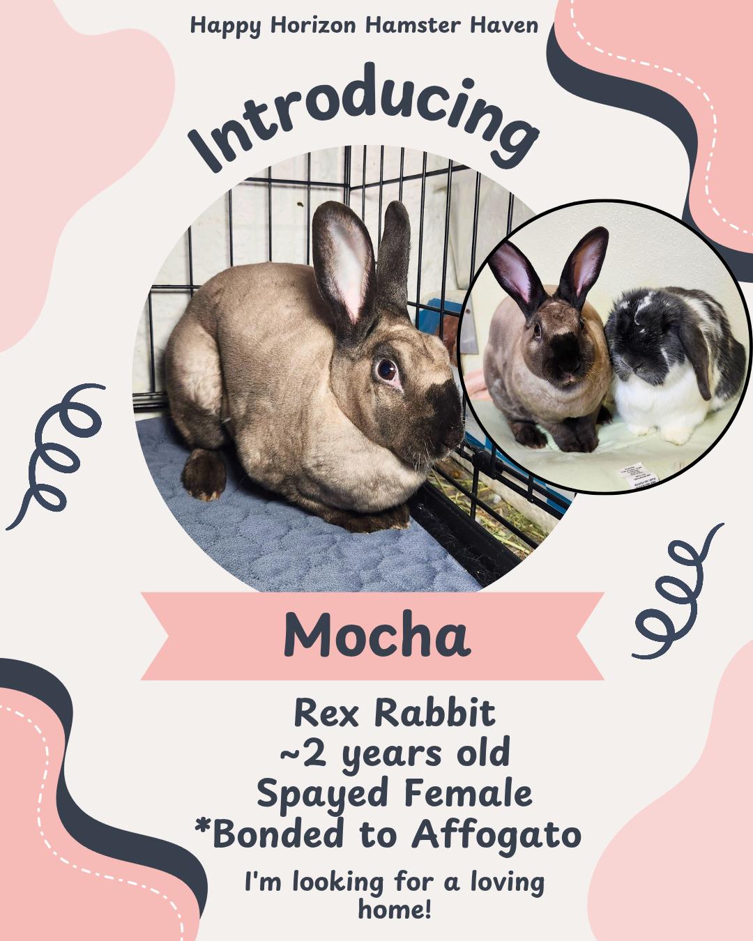 Enlarge Mocha (& Affogato), a ADOPTABLE Rex in West Chester, OH image 1/1