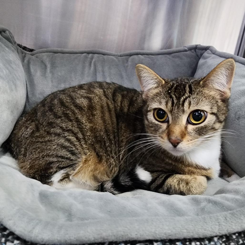 Marmalade, Adoptable, Adult Female Domestic Short Hair.