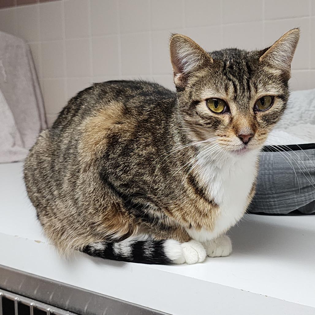 Enlarge Marmalade, a Adoptable Domestic Short Hair in Dixon, IL image 2/3