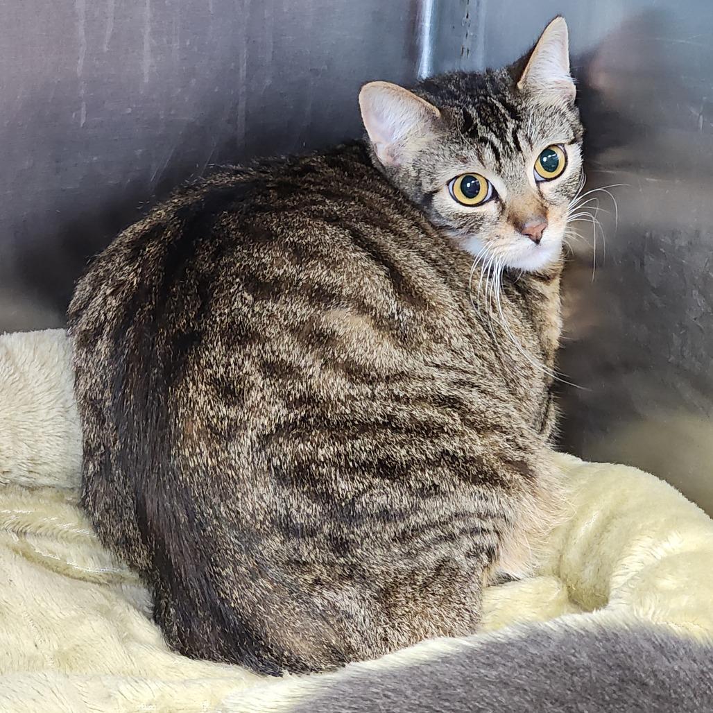 Enlarge Marmalade, a Adoptable Domestic Short Hair in Dixon, IL image 2/2