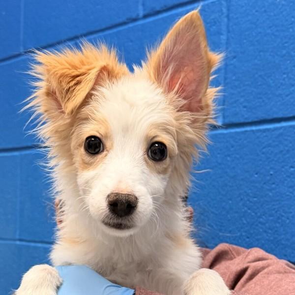 Creature, Adoptable, Puppy Female Chihuahua & Shetland Sheepdog / Sheltie.