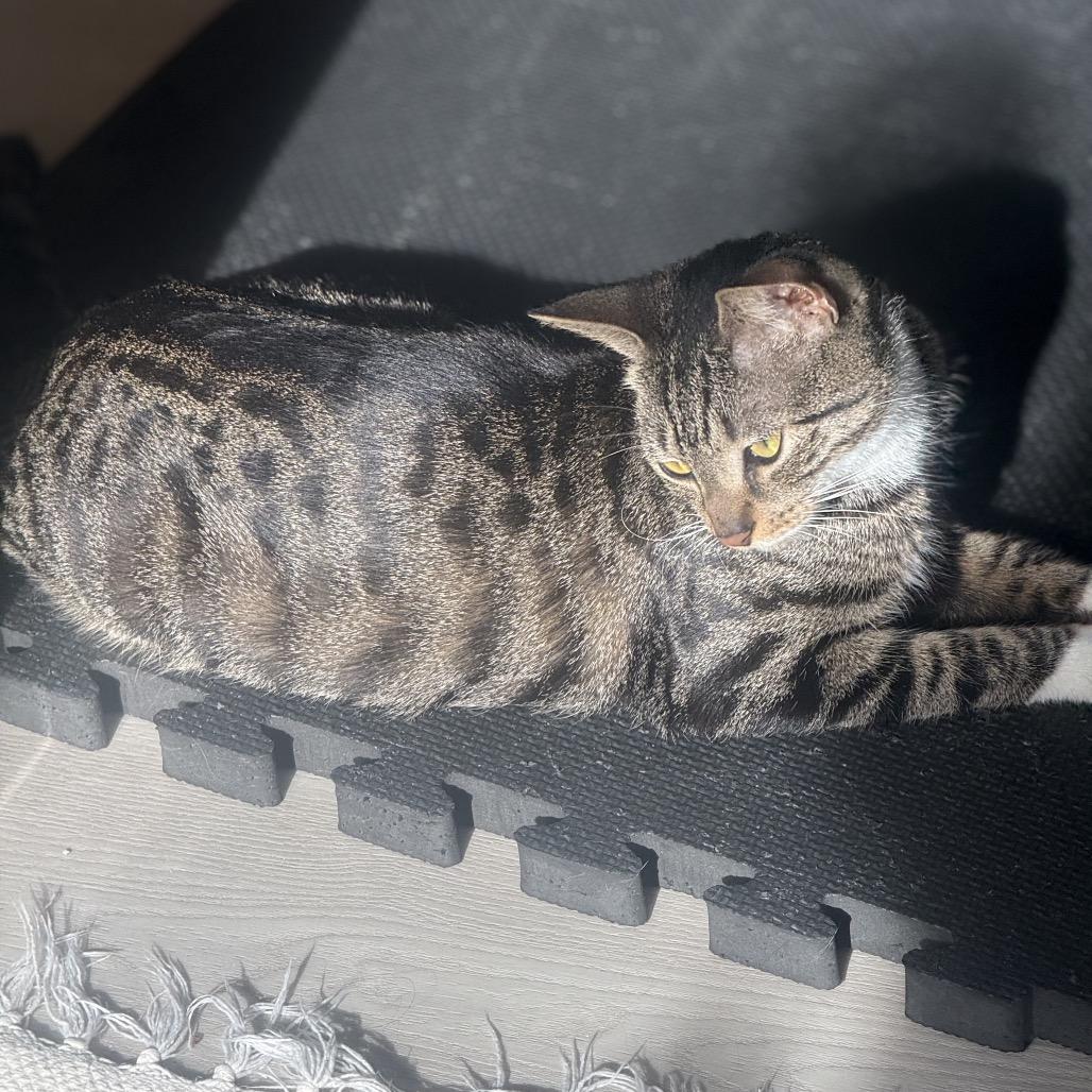 Mistletoe 2 — thumbnail 2