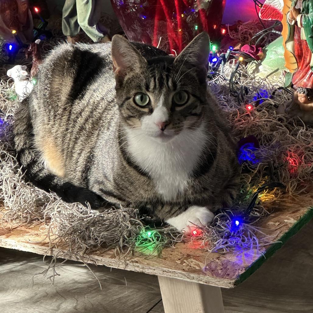 Mistletoe 2 — thumbnail 3