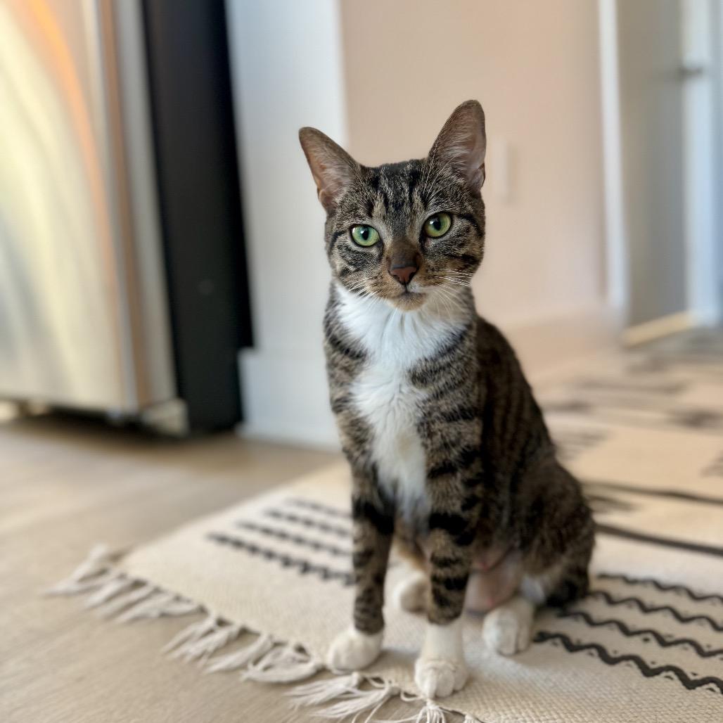 Mistletoe 2 — thumbnail 4