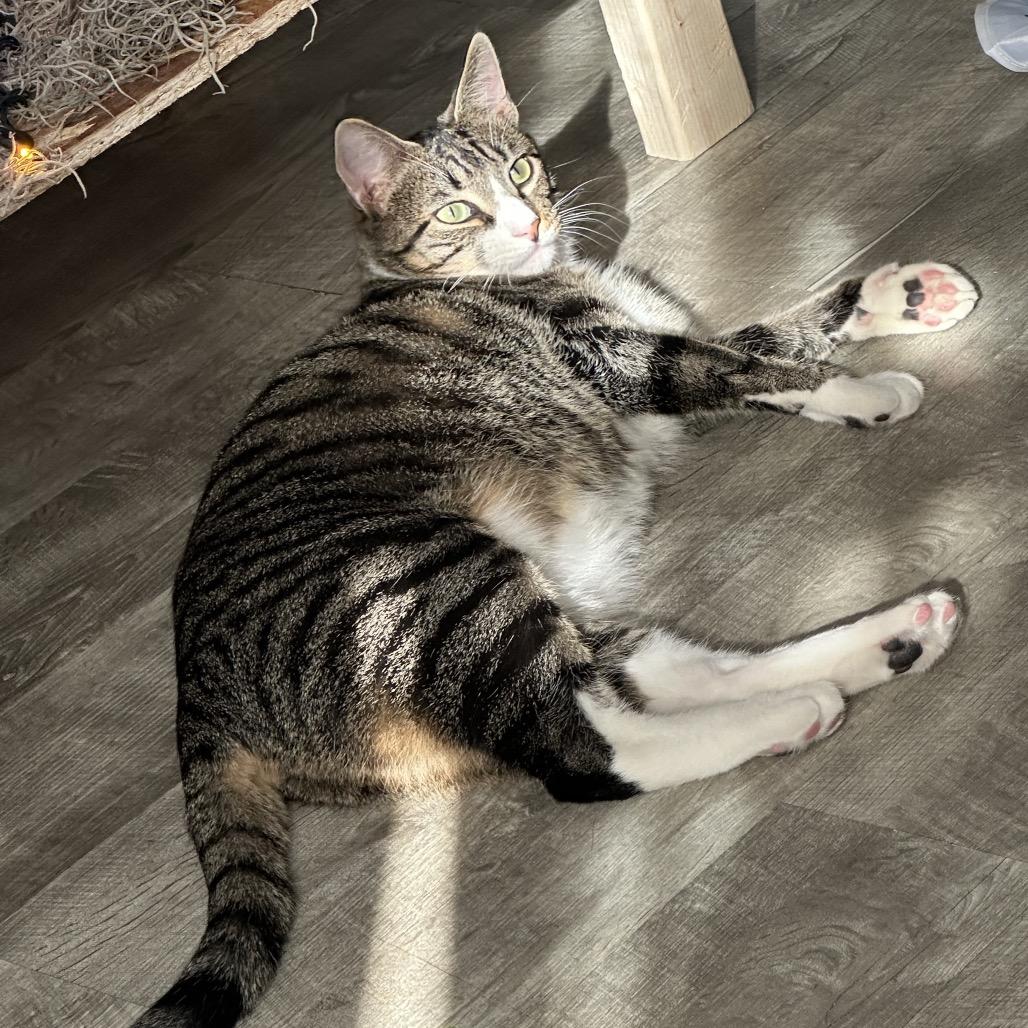 Mistletoe 2 — thumbnail 6