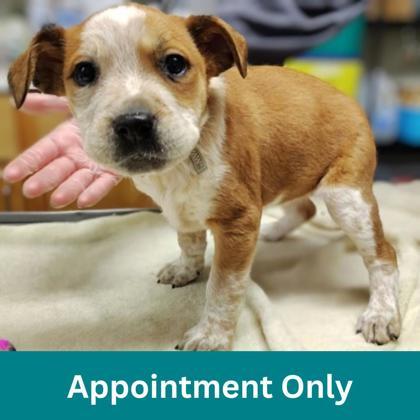 Vienna, ADOPTABLE, Puppy Female Mixed Breed.