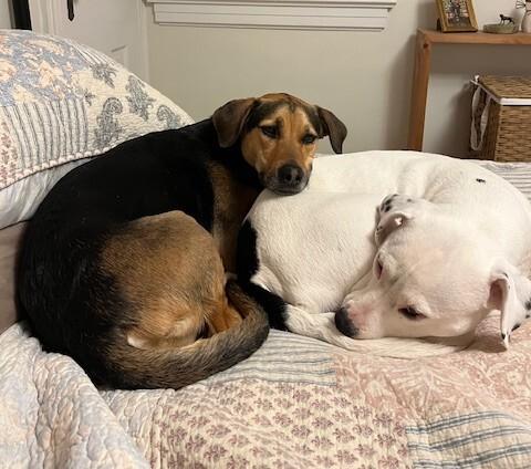 Sophie (german shep/lab), Adoptable, Adult Female German Shepherd Dog & Labrador Retriever.