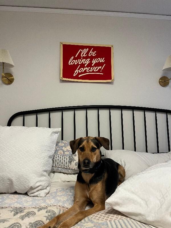 Sophie (german shep/lab), Adoptable, Adult Female German Shepherd Dog & Labrador Retriever.