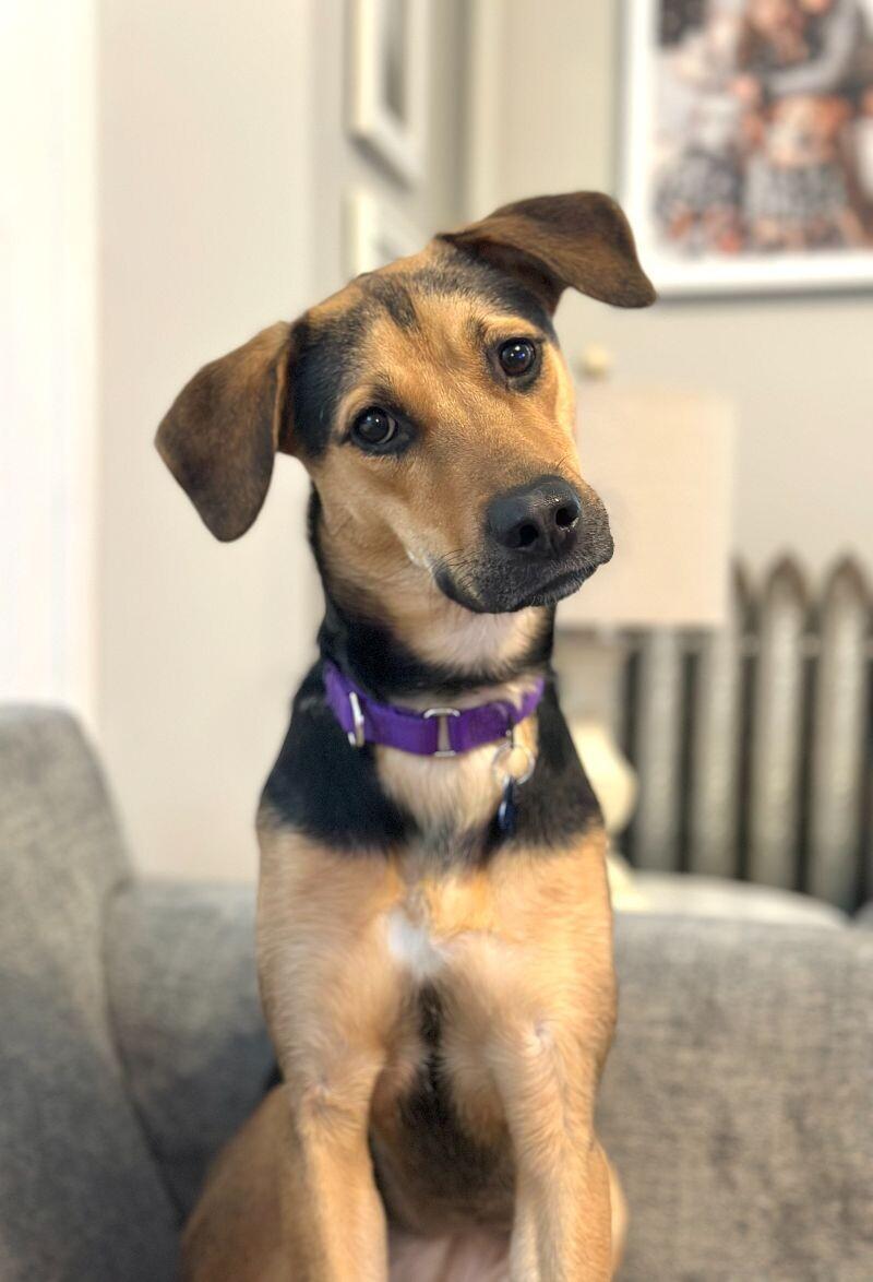 Sophie, Adoptable, Adult Female Shepherd & Labrador Retriever.