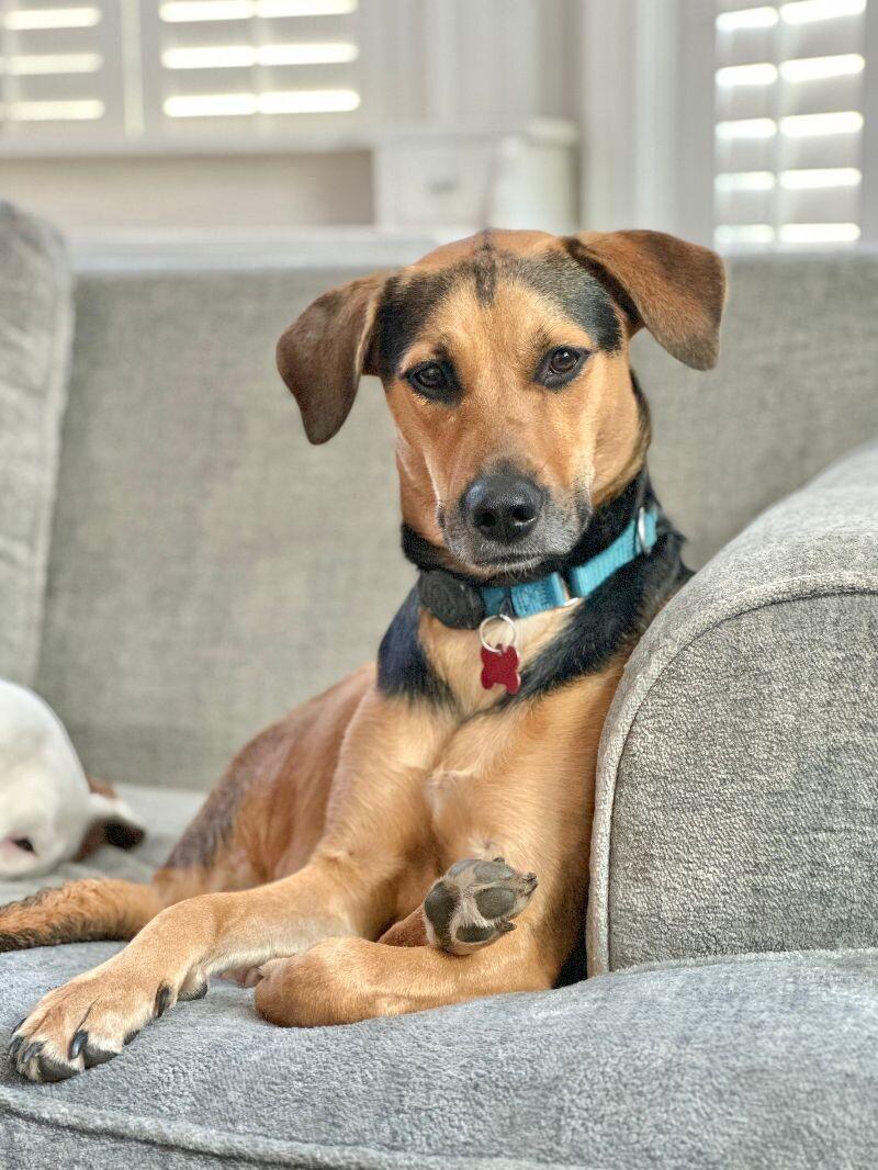 Sophie, a Adoptable mixed breed in Berkeley Heights, NJ image 2/6