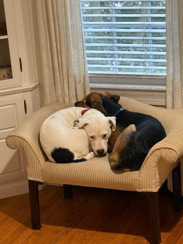 Enlarge Sophie (german shep/lab), a Adoptable mixed breed in Berkeley Heights, NJ image 2/6