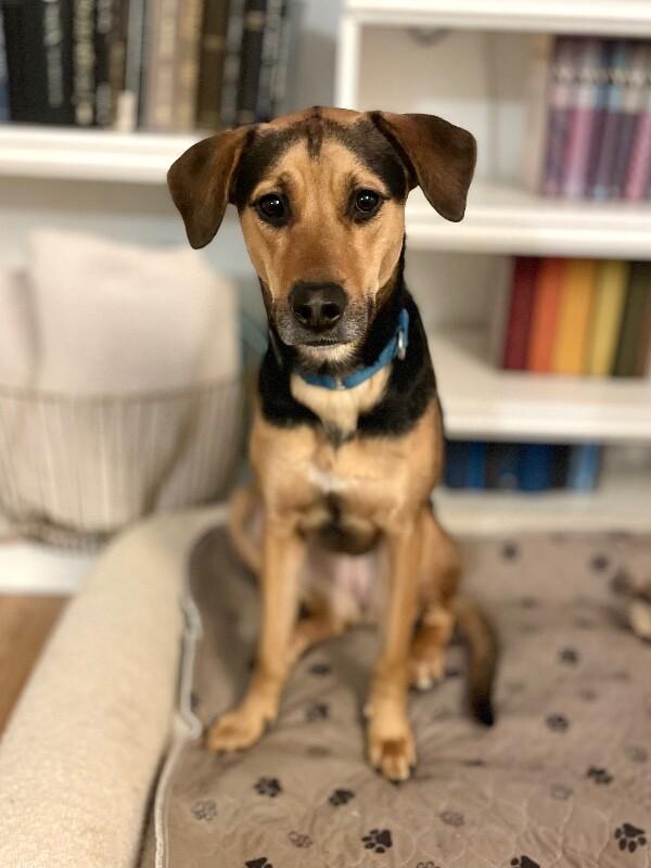 Sophie, a Adoptable mixed breed in Berkeley Heights, NJ image 3/6