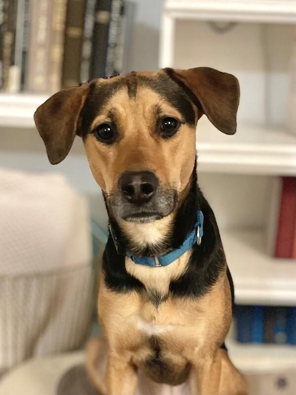 Sophie, a Adoptable mixed breed in Berkeley Heights, NJ image 4/6