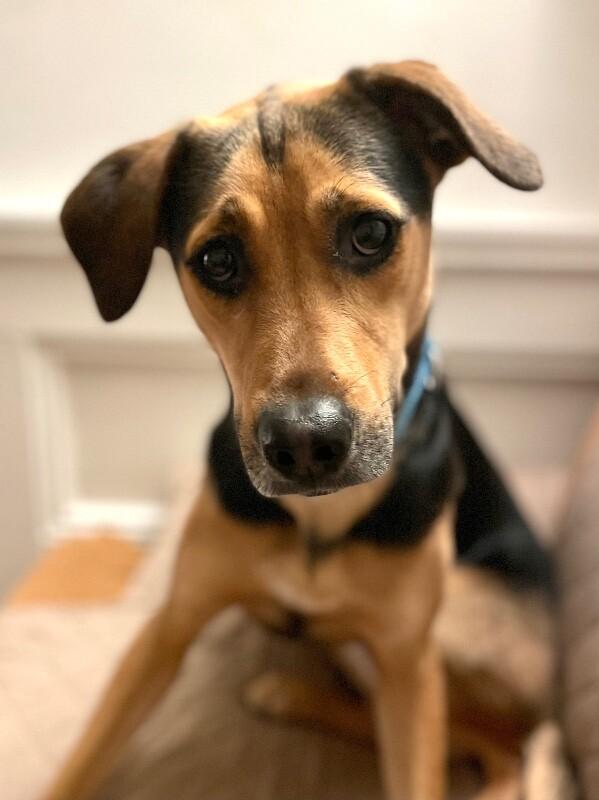 Sophie, a Adoptable mixed breed in Berkeley Heights, NJ image 5/6