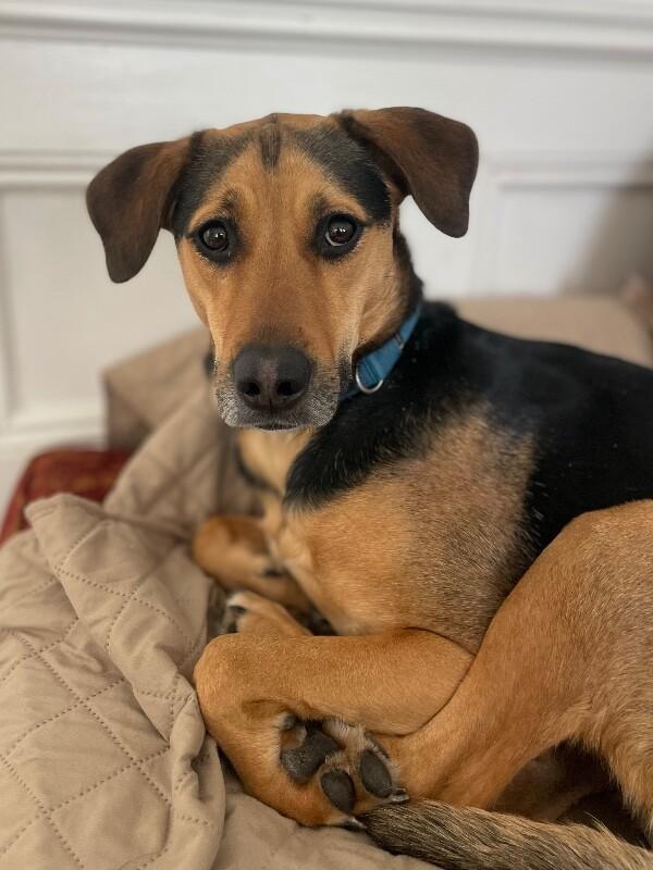 Enlarge Sophie (german shep/lab), a Adoptable mixed breed in Berkeley Heights, NJ image 5/6