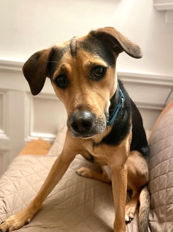 Sophie, a Adoptable mixed breed in Berkeley Heights, NJ image 6/6