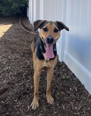 Enlarge Sophie (german shep/lab), a Adoptable mixed breed in Berkeley Heights, NJ image 6/6