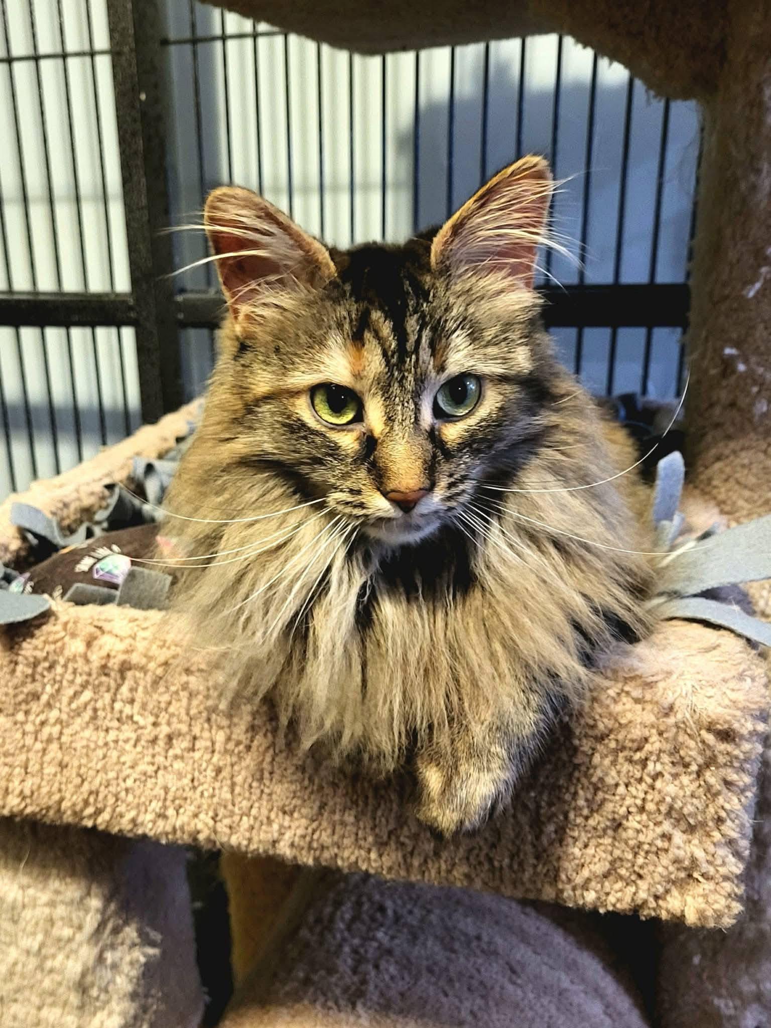 Autumn, ADOPTABLE, Adult Female Domestic Medium Hair.