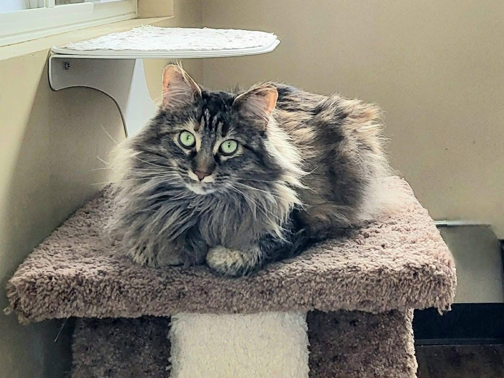 Enlarge Autumn, a ADOPTABLE Domestic Medium Hair in Green Bay, WI image 2/3