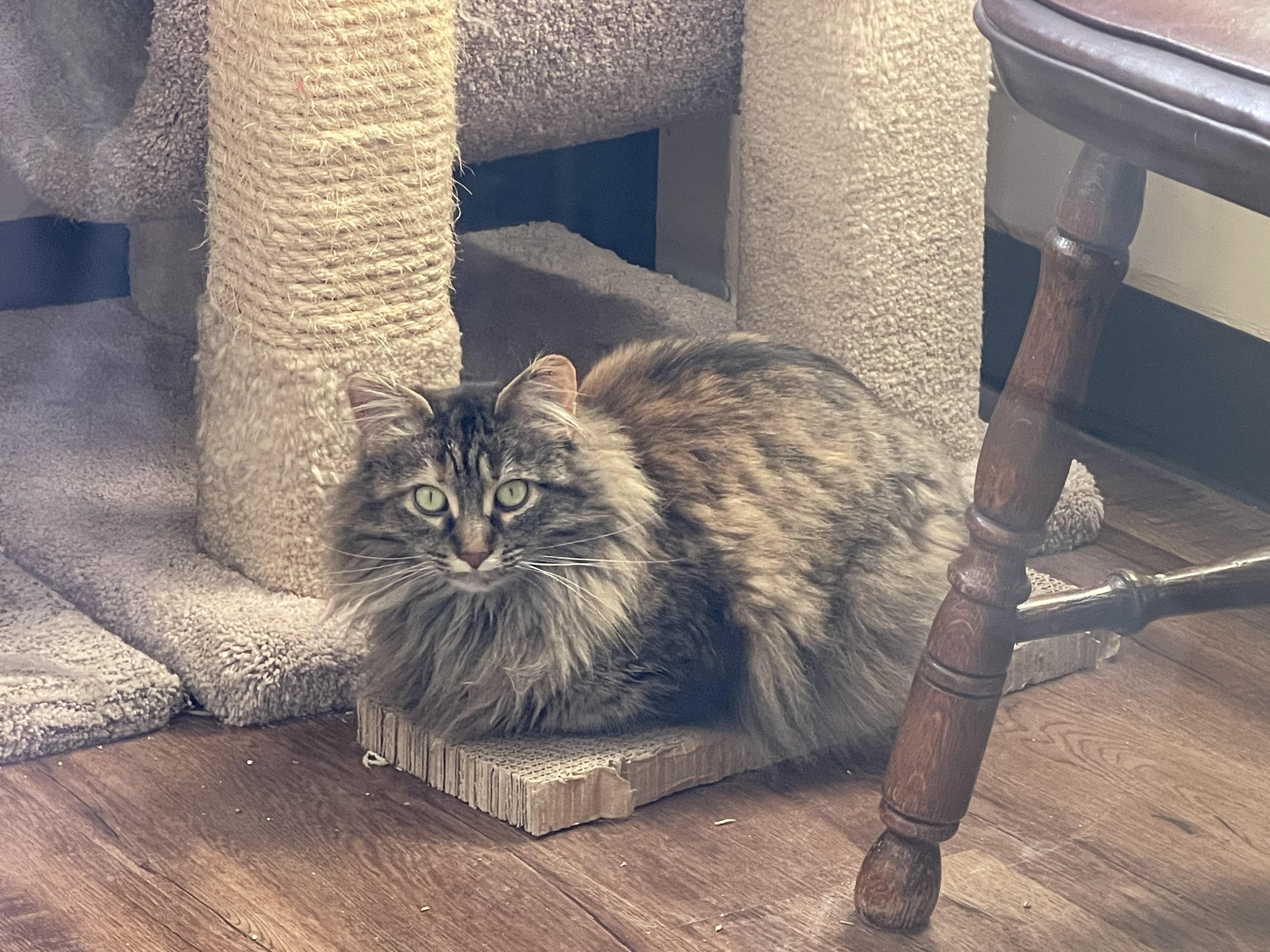 Enlarge Autumn, a ADOPTABLE Domestic Medium Hair in Green Bay, WI image 3/3