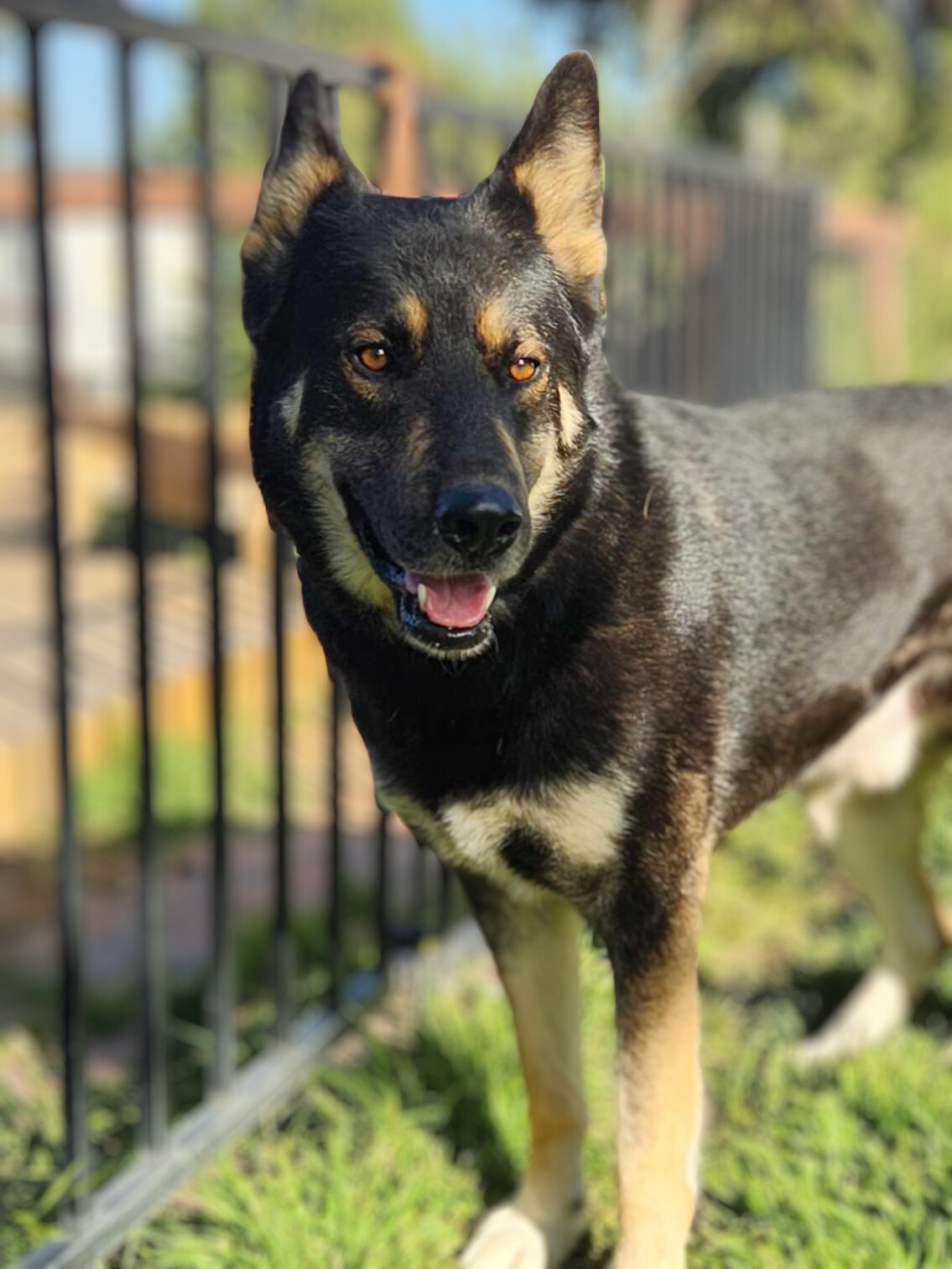 Enlarge Prince, a Adoptable German Shepherd Dog in Temecula, CA image 2/5