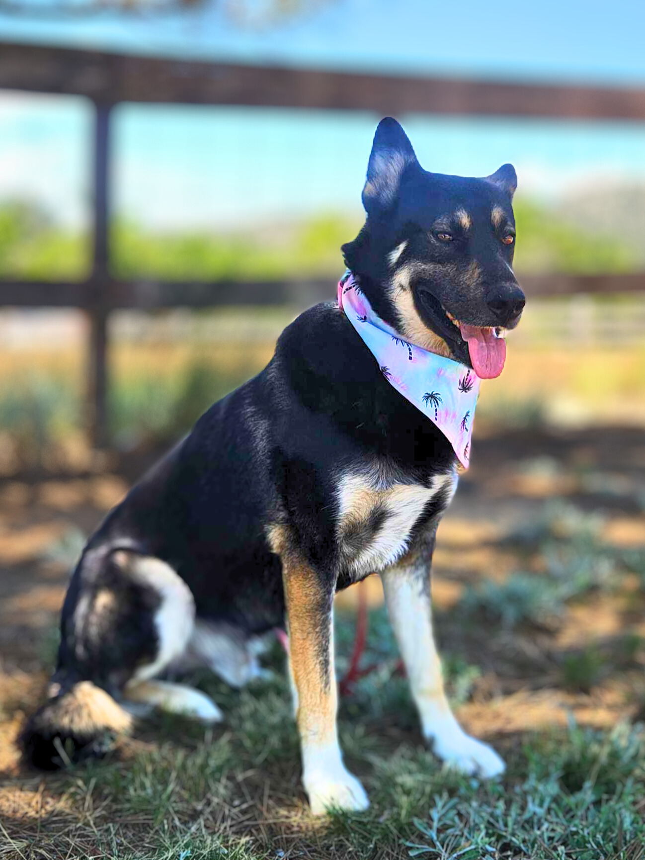 Enlarge Prince, a Adoptable German Shepherd Dog in Temecula, CA image 3/5