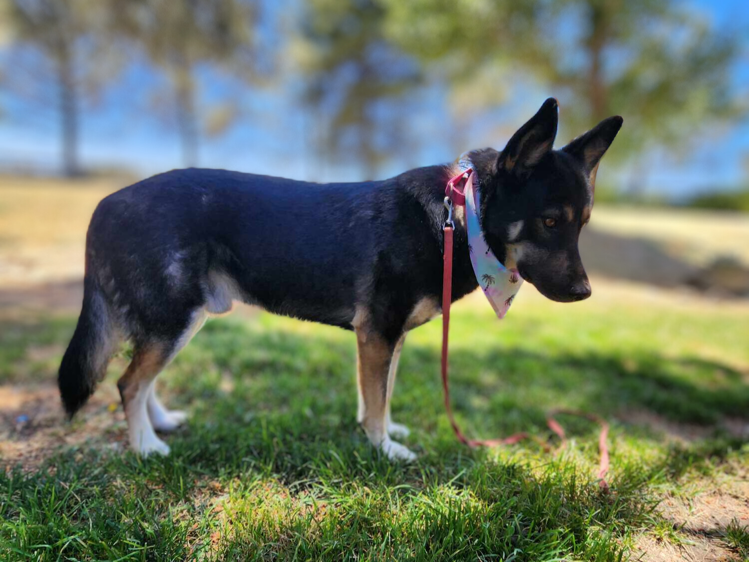 Enlarge Prince, a Adoptable German Shepherd Dog in Temecula, CA image 4/5