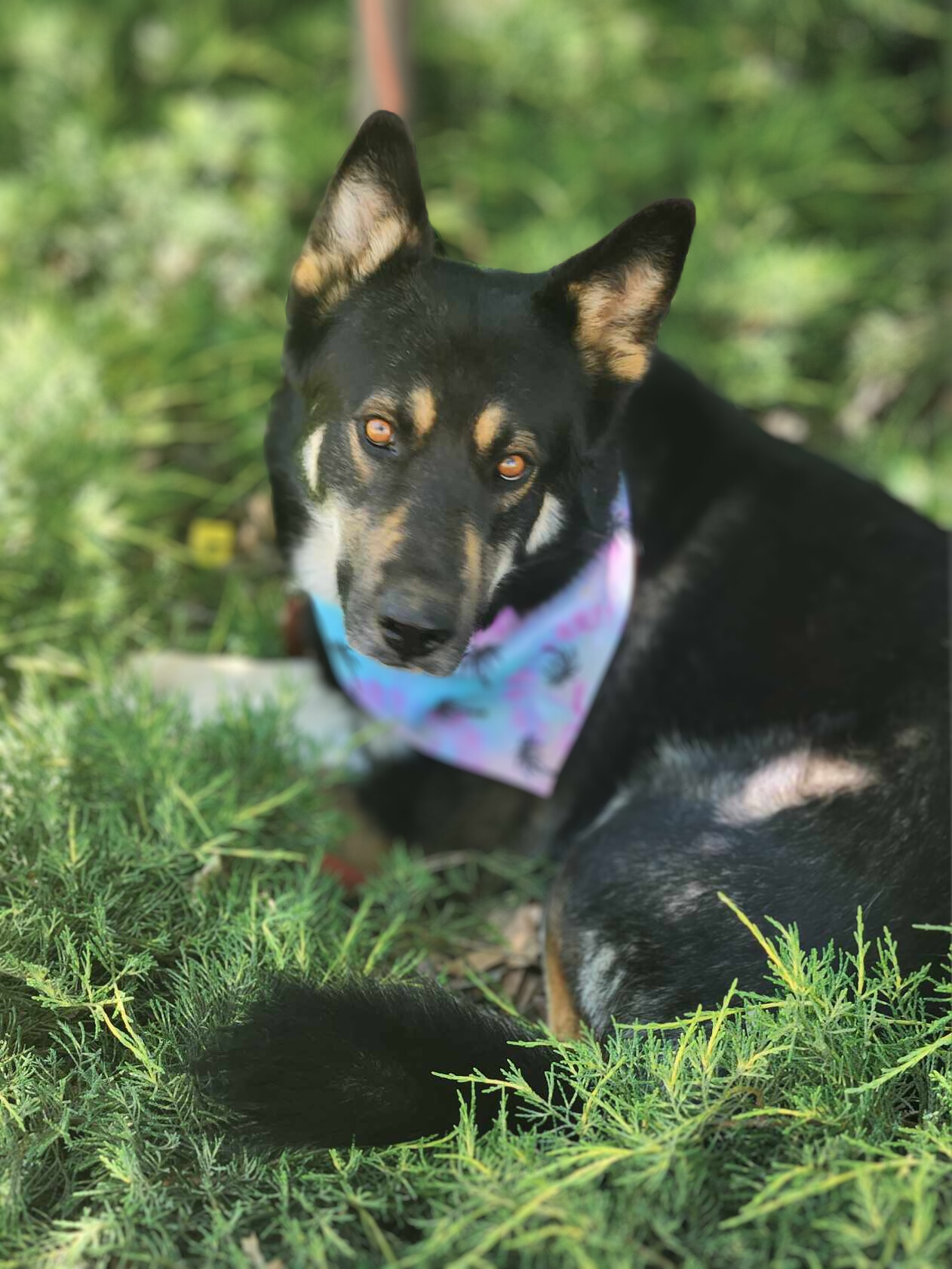 Enlarge Prince, a Adoptable German Shepherd Dog in Temecula, CA image 1/5