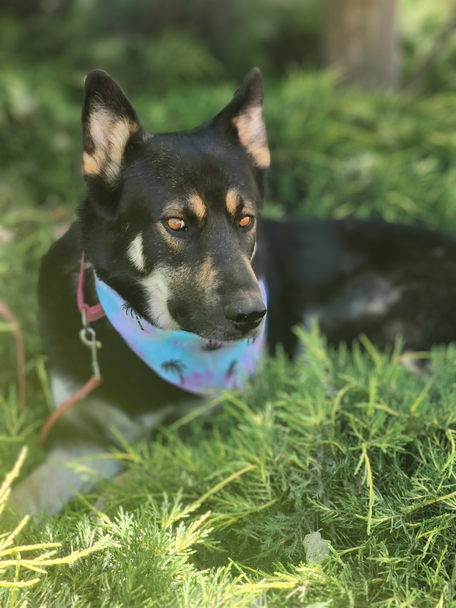Enlarge Prince, a Adoptable German Shepherd Dog in Temecula, CA image 5/5