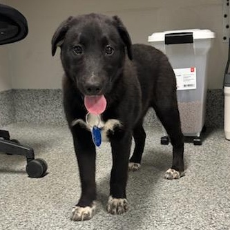 Enlarge Candy (ID 50736/908), an adopted mixed breed in Manassas, VA image 1/5