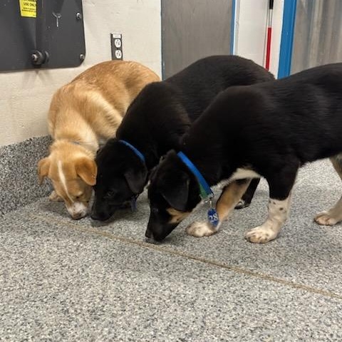 Enlarge Candy (ID 50736/908), an adopted mixed breed in Manassas, VA image 5/5