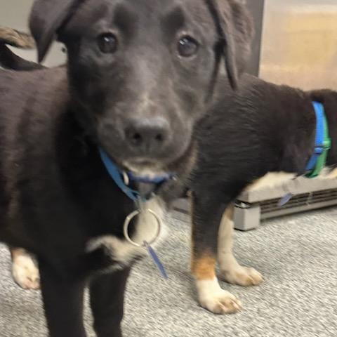Enlarge Candy (ID 50736/908), an adopted mixed breed in Manassas, VA image 4/5