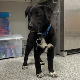 Enlarge Candy (ID 50736/908), an adopted mixed breed in Manassas, VA image 3/5