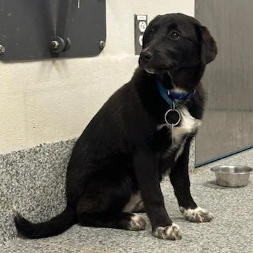 Enlarge Candy (ID 50736/908), an adopted mixed breed in Manassas, VA image 2/5