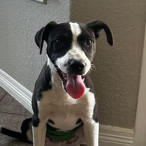 George AG, Young Male Boxer