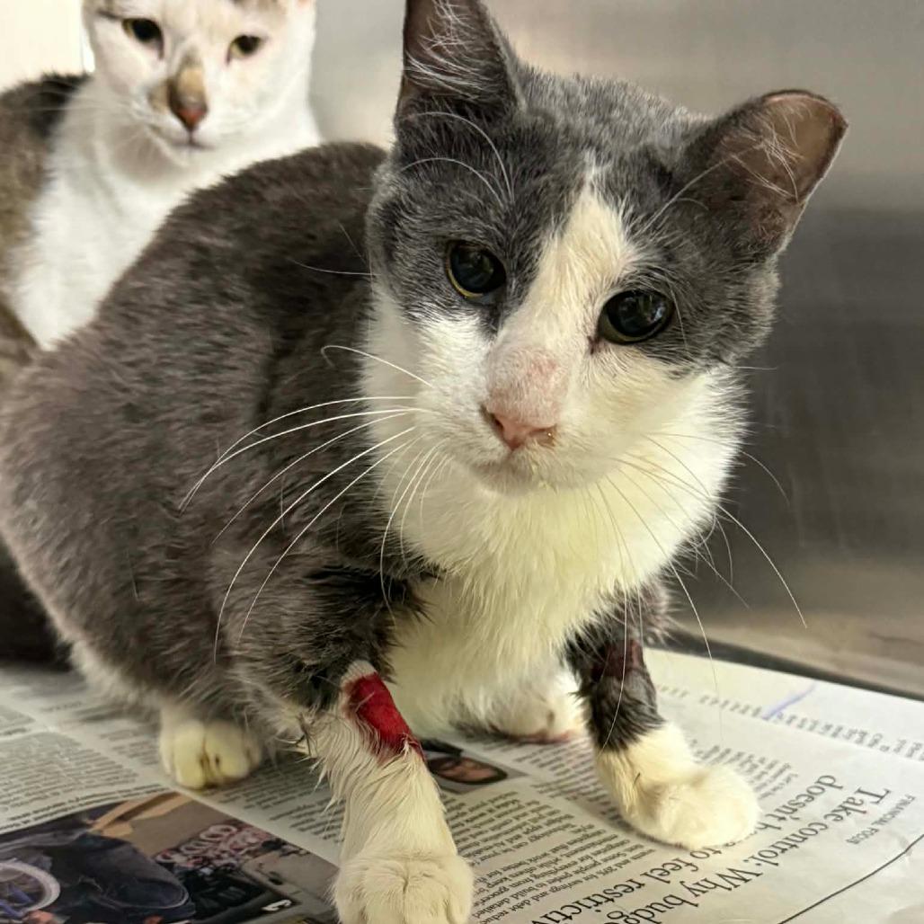 Enlarge Ashley, a Adoptable Domestic Short Hair in Pauls Valley, OK image 1/1