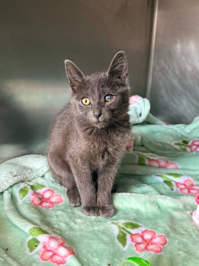 Quill, Adoptable, Kitten Male Domestic Short Hair.