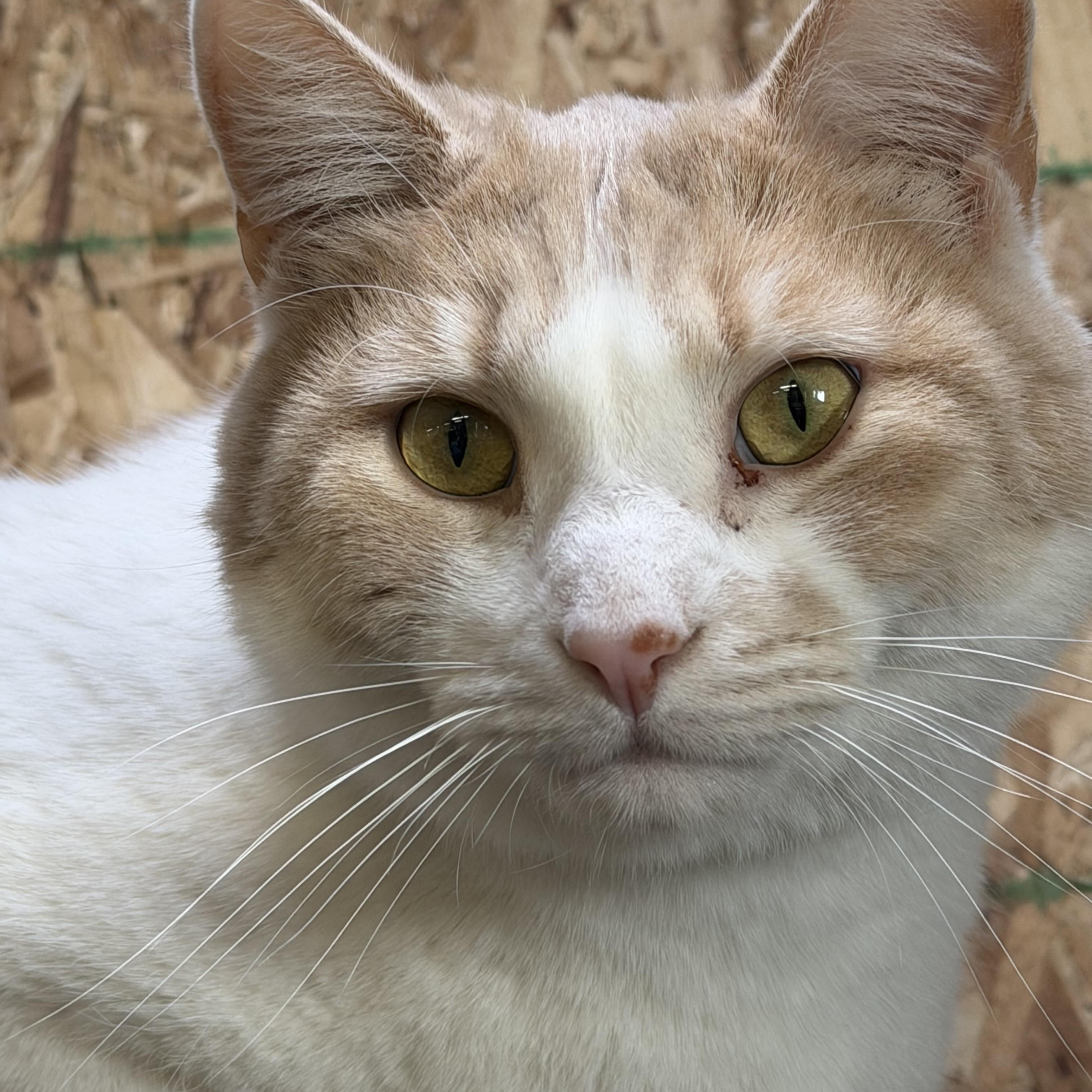 Hall and Oates , Adoptable, Adult Male Domestic Short Hair.