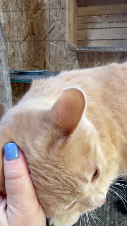 Enlarge Hall and Oates , a Adoptable Domestic Short Hair in Mears, MI video 2/4