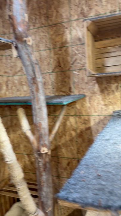 Enlarge Hall and Oates , a Adoptable Domestic Short Hair in Mears, MI video 3/4