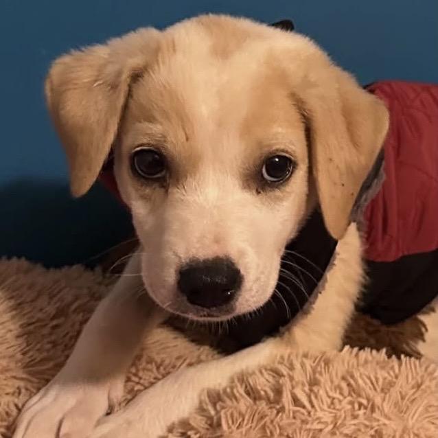 Louie, Adoptable, Puppy Male Yellow Labrador Retriever.