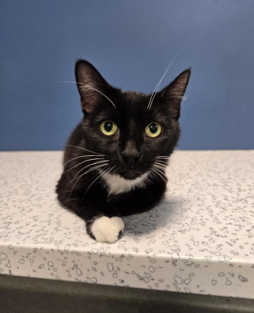 Skye, Adoptable, Adult Female Domestic Short Hair.