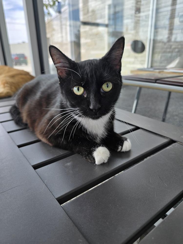 Enlarge Skye, a Adoptable mixed breed in Wellington, KS image 2/5