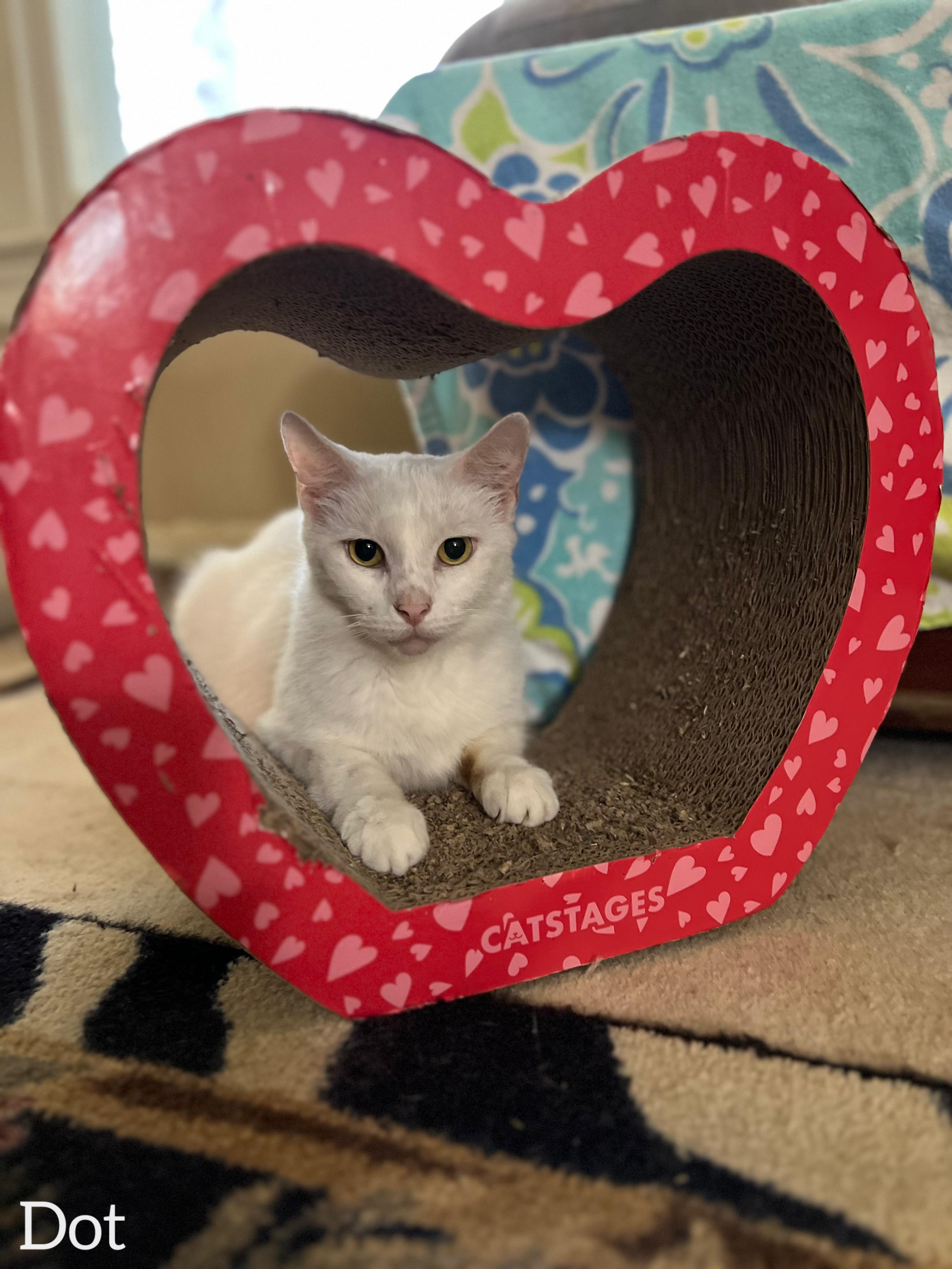 Enlarge Dot , a ADOPTABLE Domestic Short Hair in Dyersburg, TN image 5/6