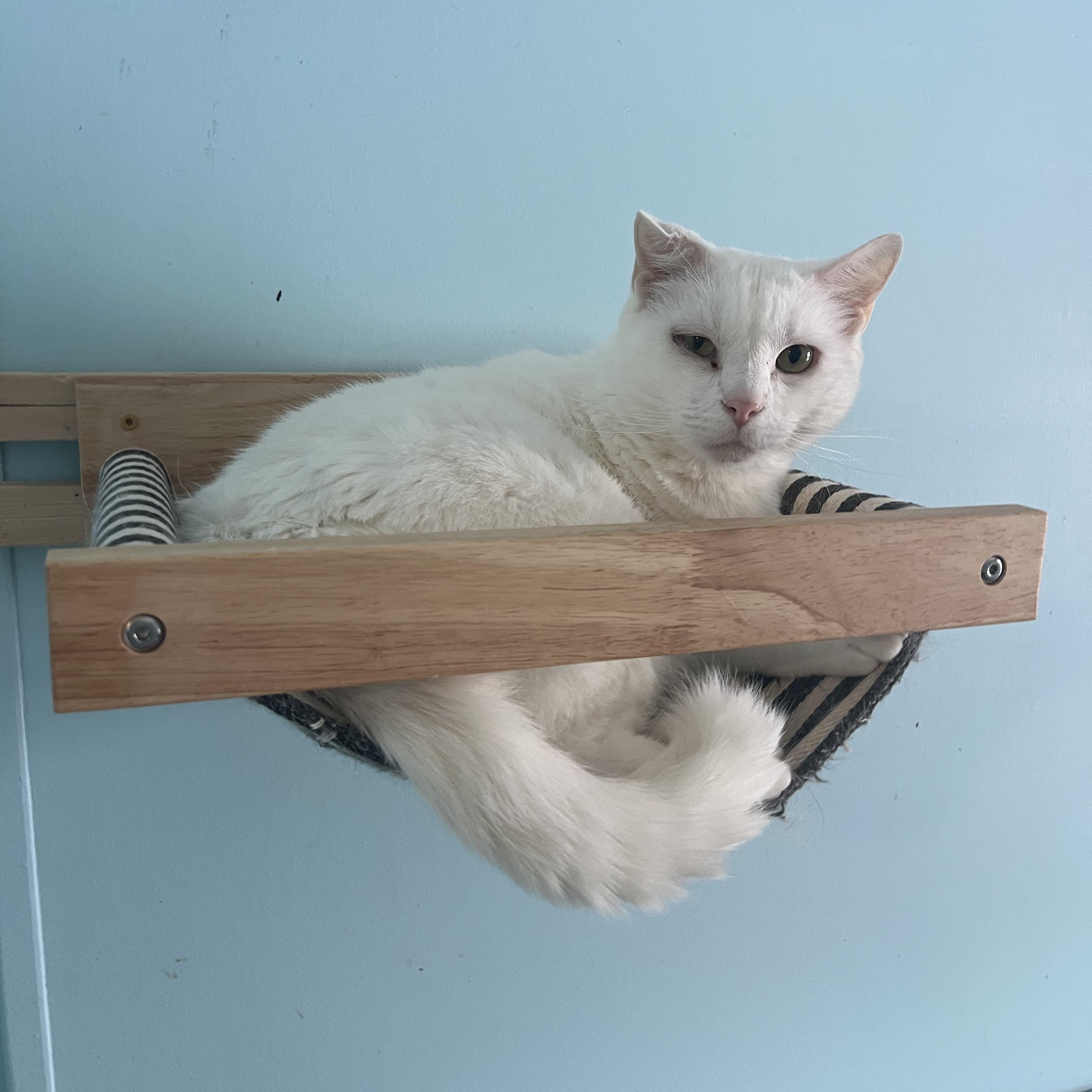 Dot , ADOPTABLE, Senior Male Domestic Short Hair.