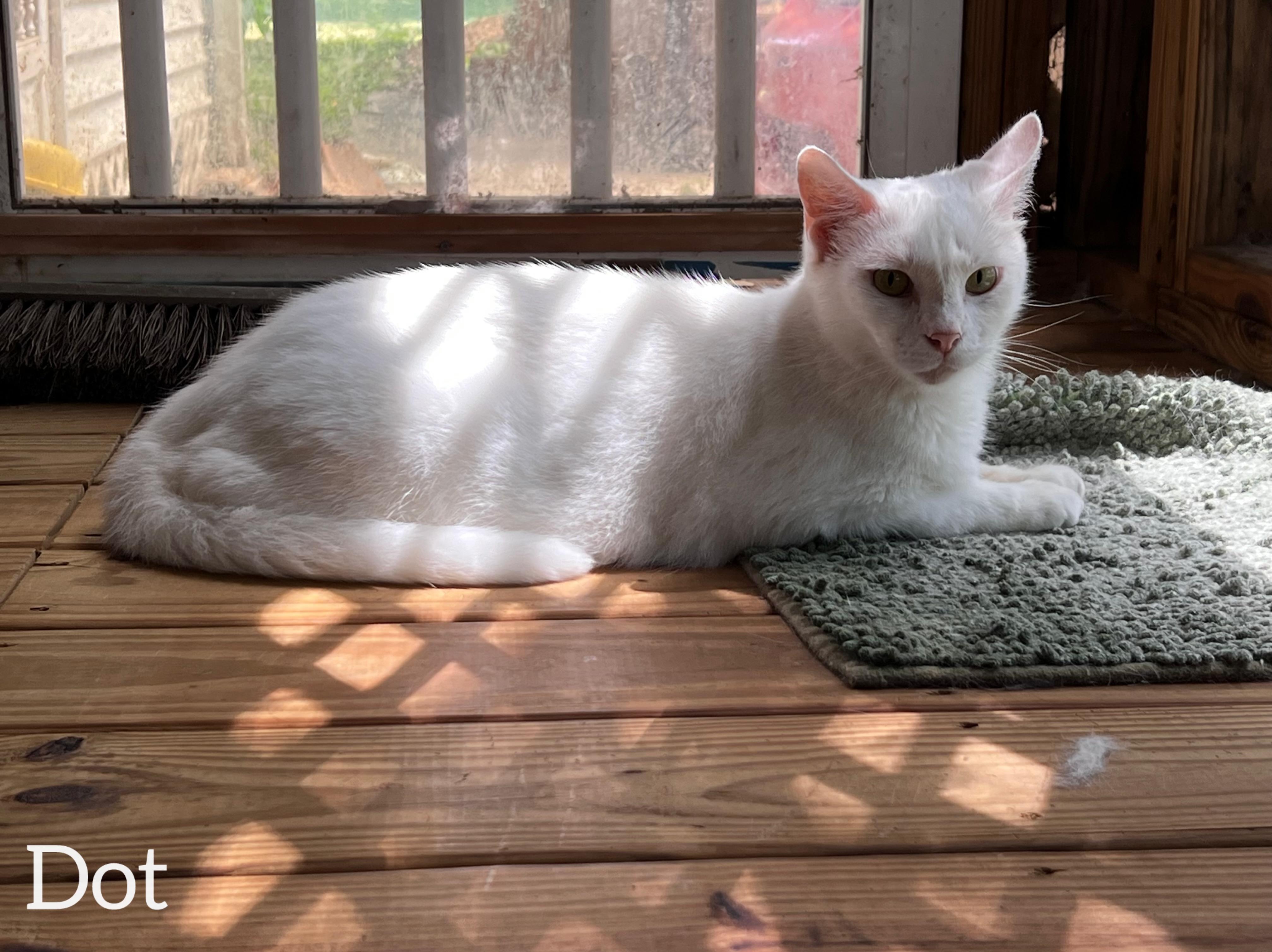 Enlarge Dot , a ADOPTABLE Domestic Short Hair in Dyersburg, TN image 6/6