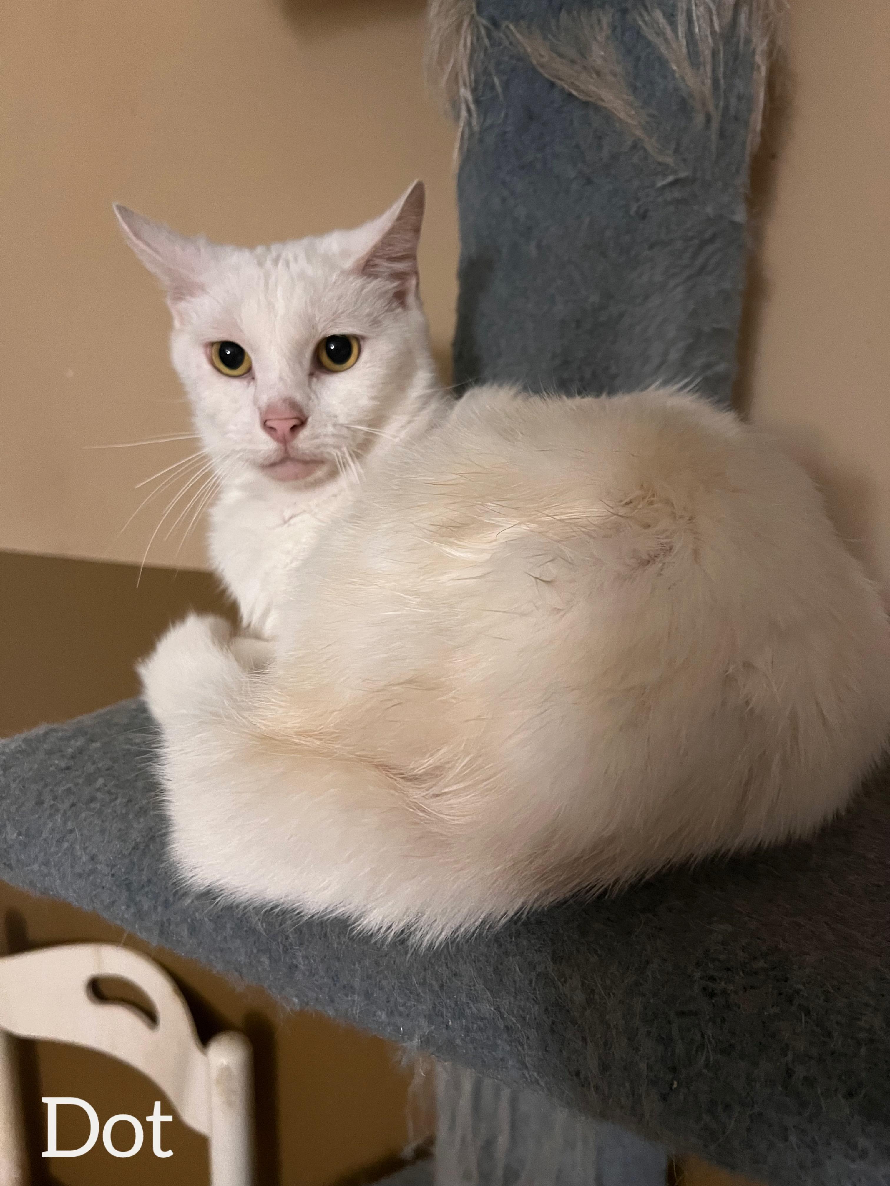 Enlarge Dot , a ADOPTABLE Domestic Short Hair in Dyersburg, TN image 2/6