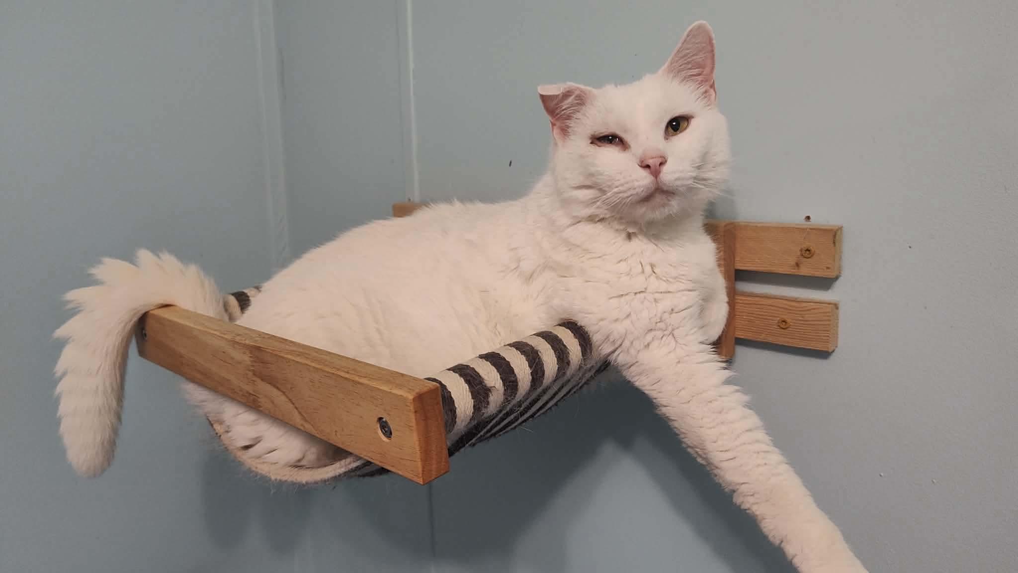 Enlarge Dot , a ADOPTABLE Domestic Short Hair in Dyersburg, TN image 6/6