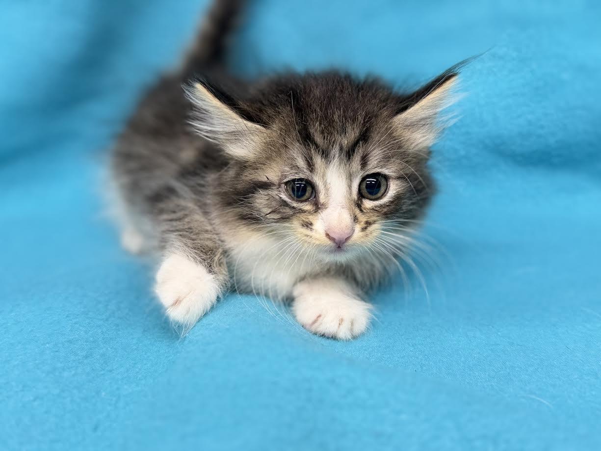 Pouncer, ADOPTABLE, Young Female Domestic Medium Hair.
