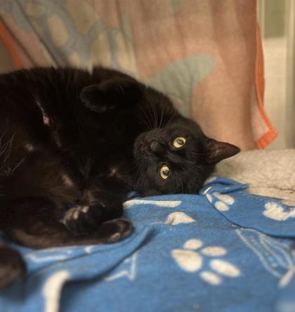 Enlarge Namir, a Adoptable mixed breed in Montreal, QC image 1/1